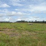 Fazenda a venda em Juara MT - 517 Hectares Escriturada