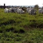 Fazenda a venda em Juara MT - 517 Hectares Escriturada