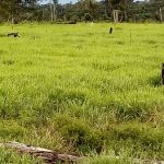 Fazenda a venda em Juara MT - 517 Hectares Escriturada
