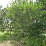 Fazenda a venda em Juara MT - 517 Hectares Escriturada