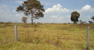 Fazenda a venda em Juara MT - 520 Hectares Escriturada