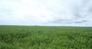 Fazenda 5000 Hectares em Juara MT