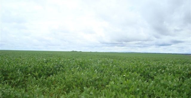Fazenda 5000 Hectares em Juara MT