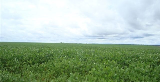 Fazenda 5000 Hectares em Juara MT