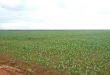 Fazenda 18600 Hectares em Juara MT