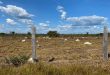 Fazenda 2185 Hectares em Juara MT