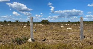 Fazenda 2185 Hectares em Juara MT