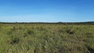 Fazenda 968 hectares em Tabaporã MT