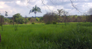 Fazenda 1580 hectares em Juara MT