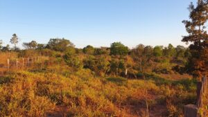 Chácara Urbana 25.533 m² em Juara MT