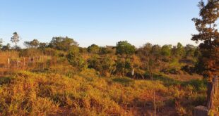 Chácara Urbana 25.533 m² em Juara MT