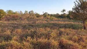 Chácara Urbana 25.533 m² em Juara MT