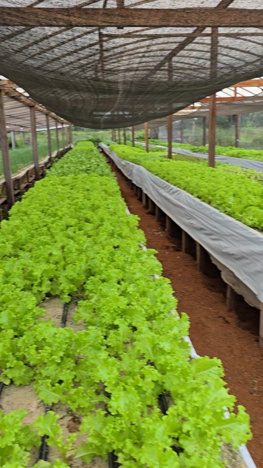 🌿🏡CHÁCARA URBANA em Juara-MT!
 12.000 m² dentro da cidade! 🐟

Oportunidade imperdível para empreendedores!
Já entra faturando!

A propriedade possui:
▪️ 03 estufas com capacidade para 9 mil pés de verduras
▪️ 02 tanques com 3 mil peixes
▪️ 01 casa de alvenaria
▪️ Galinheiro
▪️ Espécies frutíferas
▪️ + de 3.000 m² livres para construções e expansão
▪️ Dentro da cidade
▪️ A poucos metros do asfalto
▪️ Apenas 1900 metros da Praça dos Colonizadores
▪️ Carteira de clientes formada
▪️ Imóvel escriturado

Aceitamos:
✅ Casa na cidade até R$ 300 mil
✅ Veículo como parte do pagamento

Fale com Vanderlei no WhatsApp:
📞 (66) 99601-5013

#imoveis #chacaras #hortahidropônica #empreendedorismo #juaramt #arinosnegocios